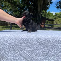 French Bulldog Puppies from Just Us Frenchies