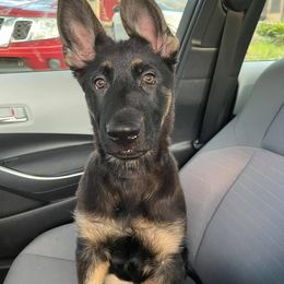 German Shepherd Puppies from Erfolg German Shepherds