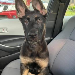 German Shepherd Puppies from Erfolg German Shepherds