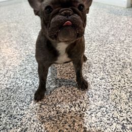Risa - French Bulldog