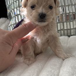 Willow is  reserved - Apricot female Maltipoo puppy in Fredericktown, Missouri from Doodle Pups Fur-Ever