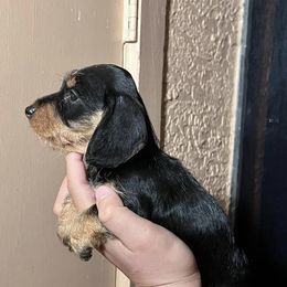 Dachshunds from Coronel