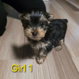 Girl 1 (Purple Collar) - Black and tan female Yorkshire Terrier puppy in Toledo, Ohio from Laura's Yorkies