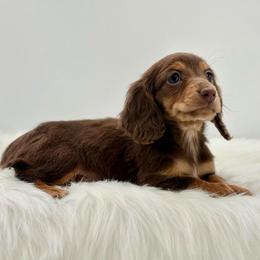Miley - Black and tan female Dachshund puppy in Litchfield, Illinois from Charmm Dachshunds