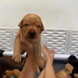 Hazel Aqua Collar - Yellow female Labrador Retriever puppy in Elloree, South Carolina from Moonlight Kennels LLC