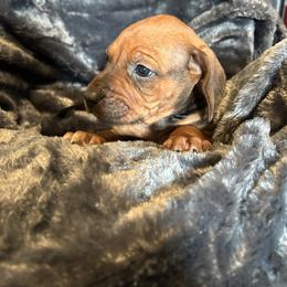 Ridgeless - Rd whtn blk nose female Rhodesian Ridgeback puppy in Ocala, Florida from DogWood Kennels