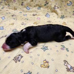 Bernedoodle and Goldendoodle Puppies from Doni Doodles