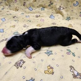 Bernedoodle and Goldendoodle Puppies from Doni Doodles