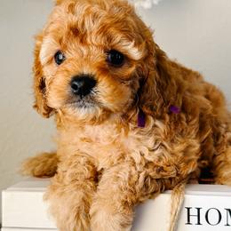 Smokey - Red female Cavapoo puppy in San Antonio, Texas from Cariad Doodles