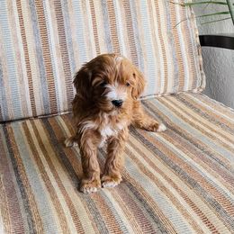Blaze - Red male Cavapoo puppy in San Jose, California from Doodle Amore