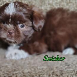 Snickers - Chocolate male Shih Tzu puppy in Cordova, Tennessee from TrueLine kennels