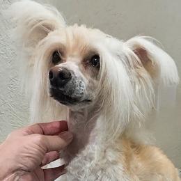 Loni - Cream female Chinese Crested puppy in Hernando, Florida from Bent Oak Chinese Cresteds