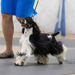 Mia - Cocker Spaniel