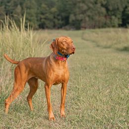 Vizslas, Weimaraners, and Wirehaired Vizslas from Willow Ridge Kennel