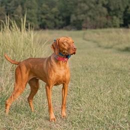Vizslas, Weimaraners, and Wirehaired Vizslas from Willow Ridge Kennel