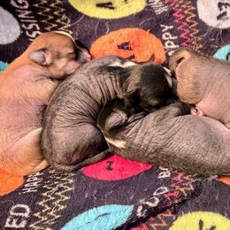 Chinese Crested puppies from Lone Star Chinese Cresteds by Kim