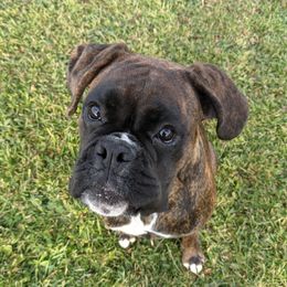 Jojo - Boxer