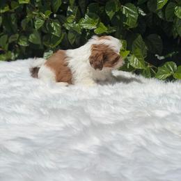 Boy 2 - Red and white male Shih Tzu puppy in Covina, California from Shih_doodle_Co