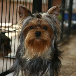Bunny - Yorkshire Terrier
