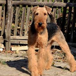 Simba - Airedale Terrier
