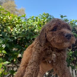 7 - Red female Labradoodle puppy in Shingle Springs, California from California Double Doodles