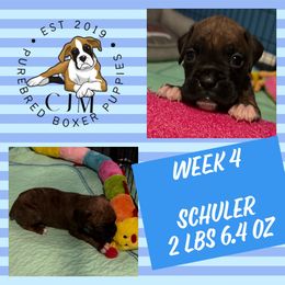 Shuler - Boxer puppy from CJM Boston and Boxer Puppies