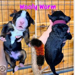 Wooly Worm - Tri-color female Bernedoodle puppy in Banner Elk, North Carolina from Walnut Tree Bernedoodles