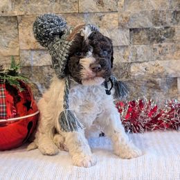 Flint - Brown male Lagotto Romagnolo puppy in West Jordan, Utah from Salt Lake Lagotto
