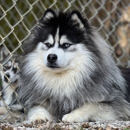Kino - Pomsky