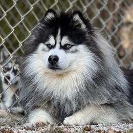 Kino - Pomsky
