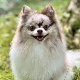 Evie - Pomeranian