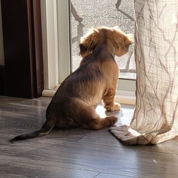 Dachshund Puppies from The love of dachshunds