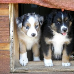 Miniature American Shepherd Puppies from Blue Moon Mini Shepherds