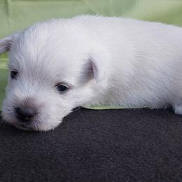 Green Boy - White male West Highland White Terrier puppy in Macy, Indiana from Country Grove Breeding LLC