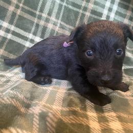 Trixie (Dark Blue) - Black female Scottish Terrier puppy in Jefferson, North Carolina from McGuire’s High Country Terriers