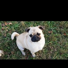 Tator - Fawn female Pug puppy in Kodak, Tennessee from My Princess Pugs