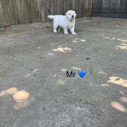 Mr. Blue - Light golden male Golden Retriever puppy in Carmichael, California from Sadie Lane Family Goldens