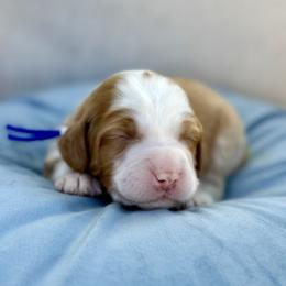 Benedict - Caramel red male Australian Labradoodle puppy in Morgan Hill, California from Loving Labradoodles