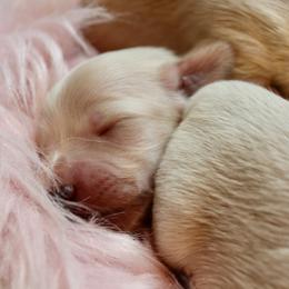 Girl 2 - Cream female Dachshund puppy in Laurel, Mississippi from Kissinger Dachshunds