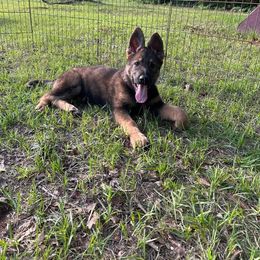 Soraya - Sable female German Shepherd puppy in Wellington, Georgia from Altvater German Shepherds