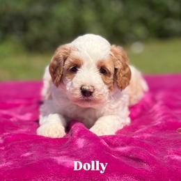 Dolly - Parti female Goldendoodle puppy in Estesburg, Kentucky from Wet Goldendoodle Kisses