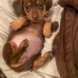 Dachshund Puppies from SouthernMama Doxies