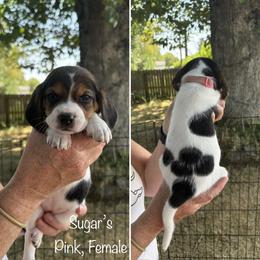 Sugars Pink - Black red and white female Beagle puppy in Brownsville, Oregon from Beagles on the Run