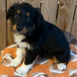 Luna - Black tri-color female Australian Shepherd puppy in Harrah, Oklahoma from Kamm's Aussies