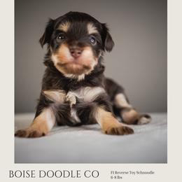 Dolly Parton - Brown female Schnoodle puppy in Caldwell, Idaho from Boise Doodle Co.