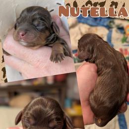 Nutella - Chocolate female Cavalier King Charles Spaniel puppy in Oppelo, Arkansas from Liberty Acres Puppies