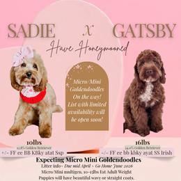 Upcoming Litter male pick (pick 3 and 4 available) - Red  male Goldendoodle puppy in Hopkins County, Texas from Boutique Doodles