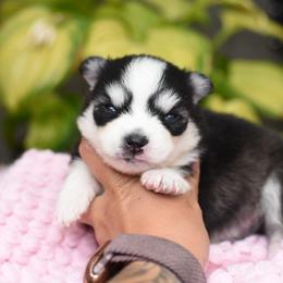 Mojo - Black and white male Pomsky puppy in Coos Bay, Oregon from Ocean View Pomskies