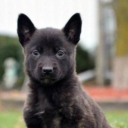 Belgian Malinois and xDutch Shepherd Puppies from RoyalHaus Malinois