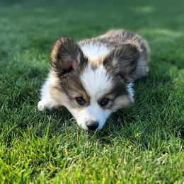 Pembroke Welsh Corgi Puppies from Top-Notch Paws